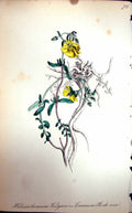 Original Old Antique Print Flowers C1880 Colour Plate Flora Common Rock Rose