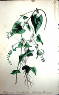 Original Old Antique Print Flowers C1880 Colour Plate Flora Climbing Persicaria