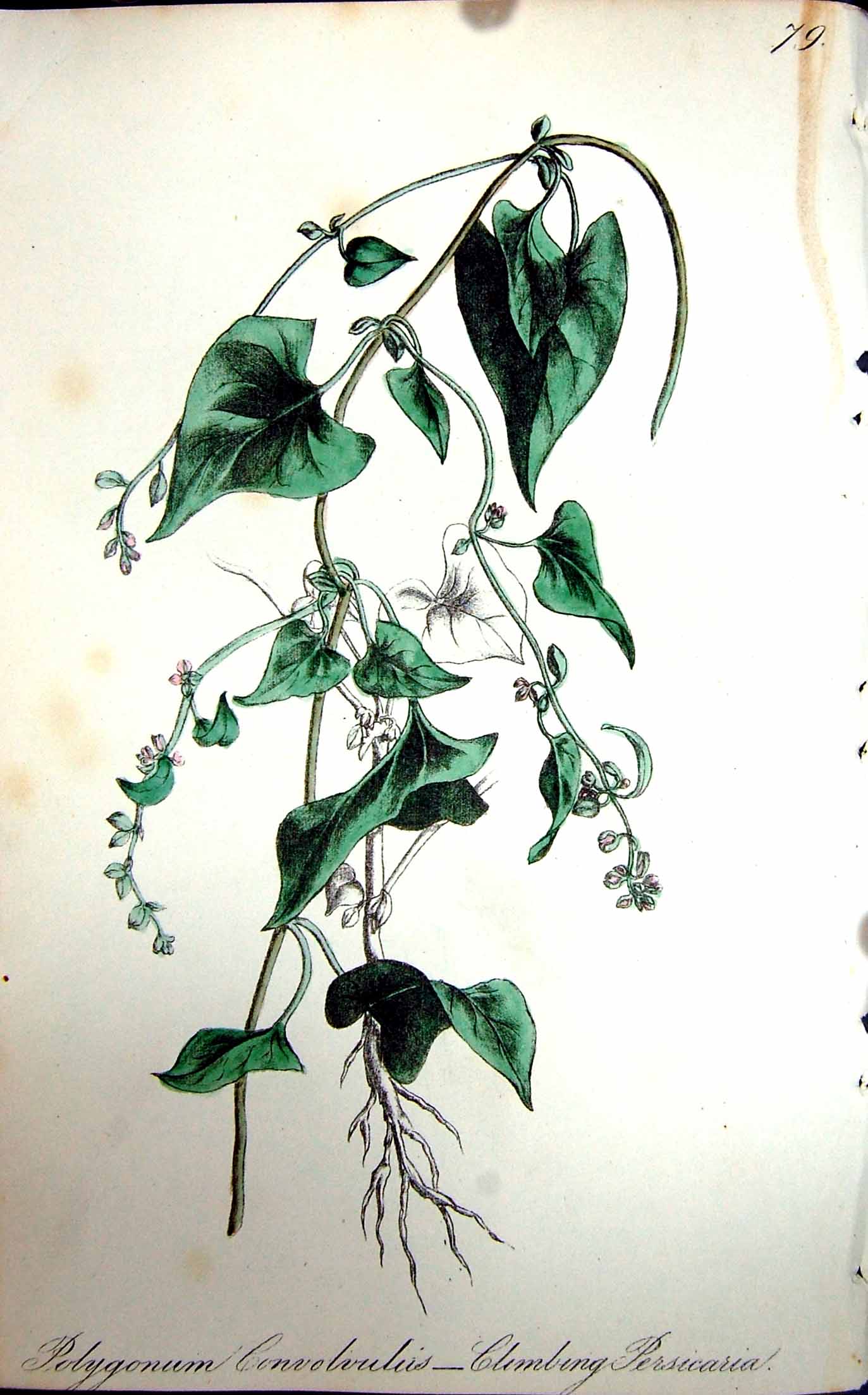 Original Old Antique Print Flowers C1880 Colour Plate Flora Climbing Persicaria