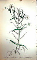 Original Old Antique Print Flowers C1880 Colour Plate Flora Greater Stitchwort