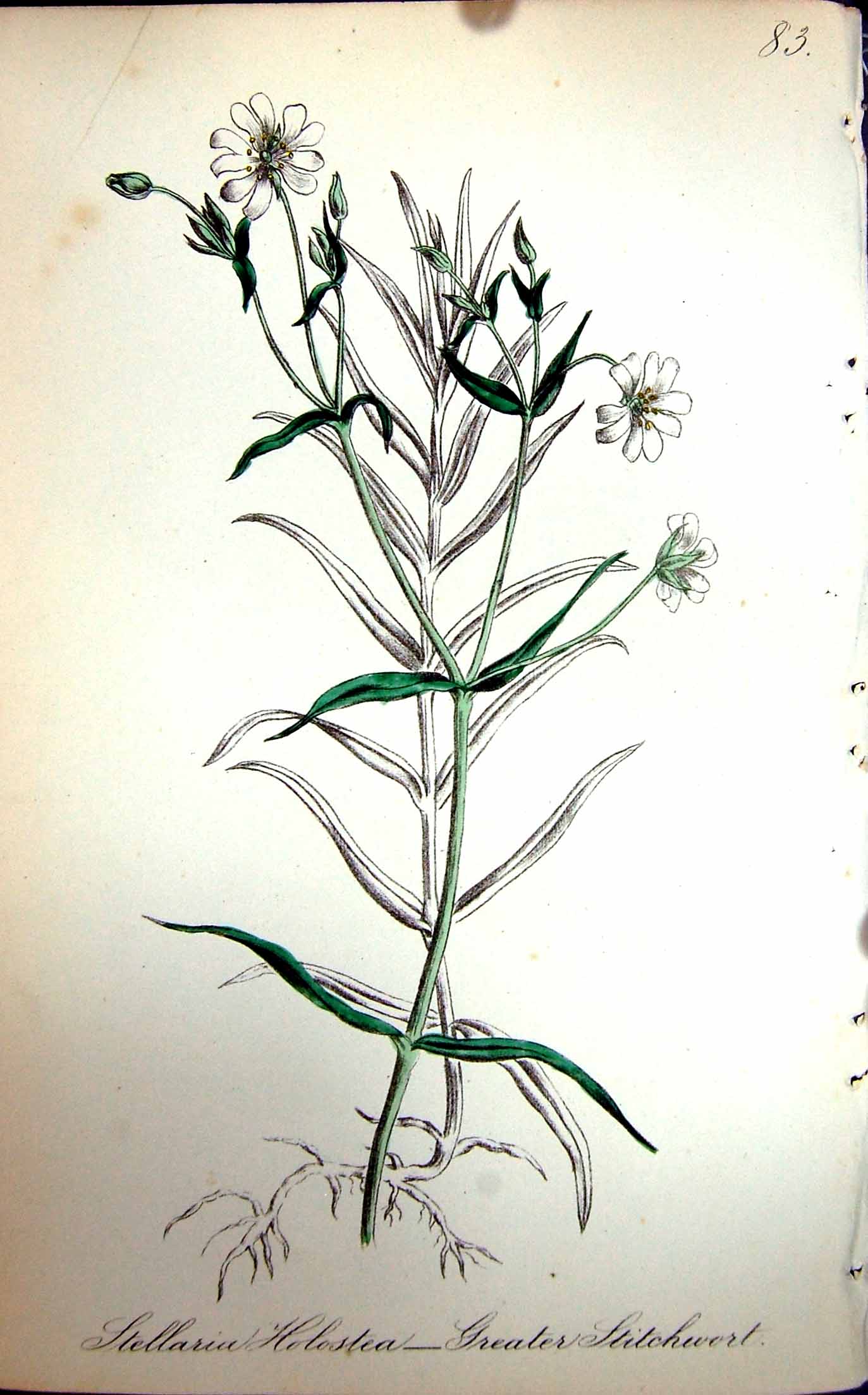 Original Old Antique Print Flowers C1880 Colour Plate Flora Greater Stitchwort