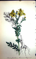 Original Old Antique Print Flowers C1880 Colour Plate Flora Common Ragwort 19th