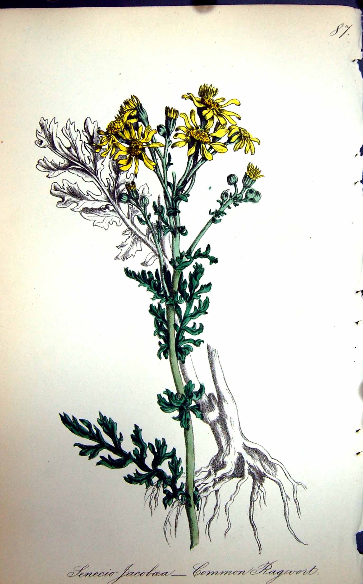 Original Old Antique Print Flowers C1880 Colour Plate Flora Common Ragwort 19th