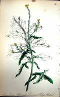 Old Antique Print Flowers C1880 Colour Plate Flora Common Hedge Mustard 19th