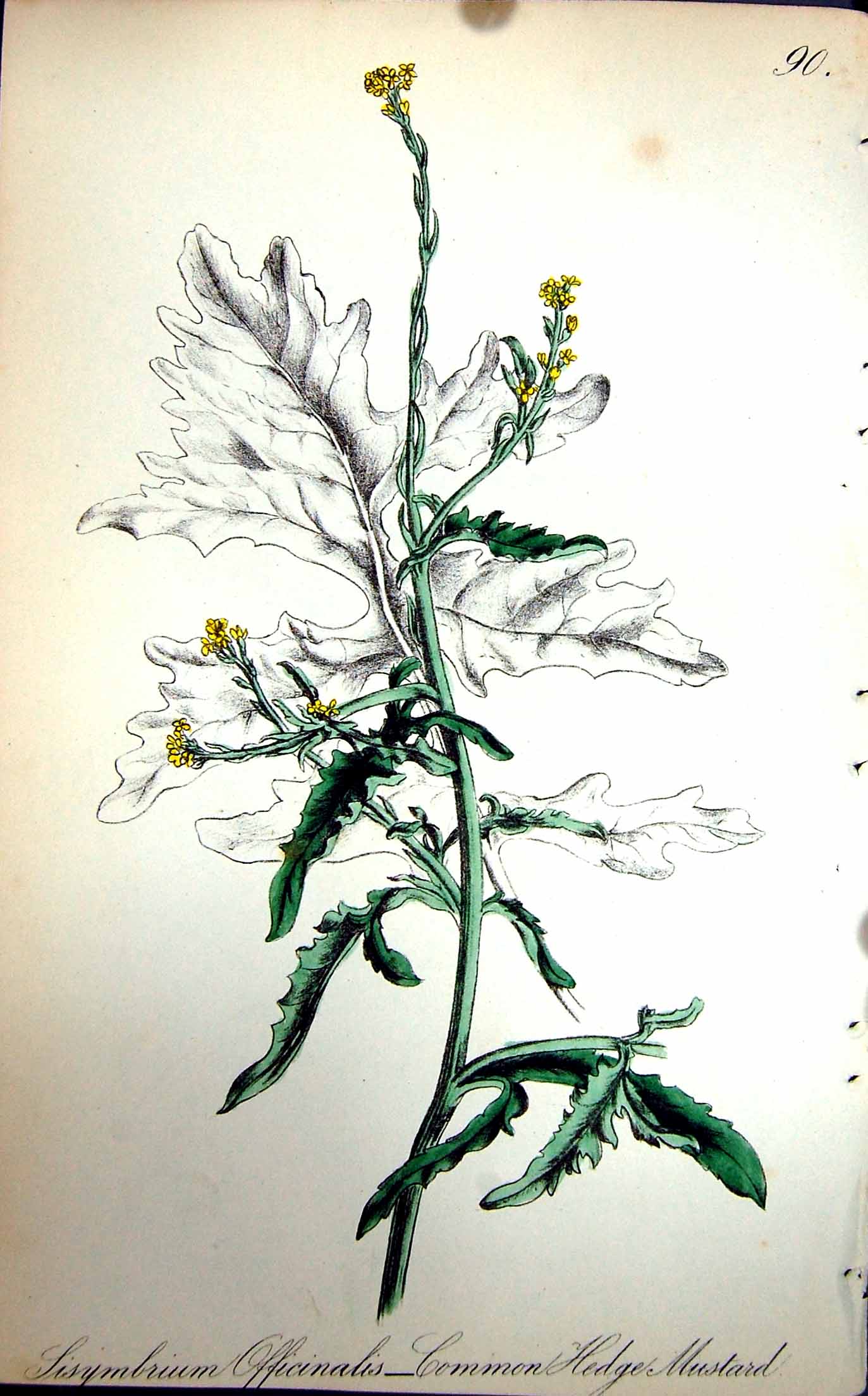 Old Antique Print Flowers C1880 Colour Plate Flora Common Hedge Mustard 19th