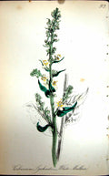 Original Old Antique Print Flowers C1880 Colour Plate Flora White Mullein 19th