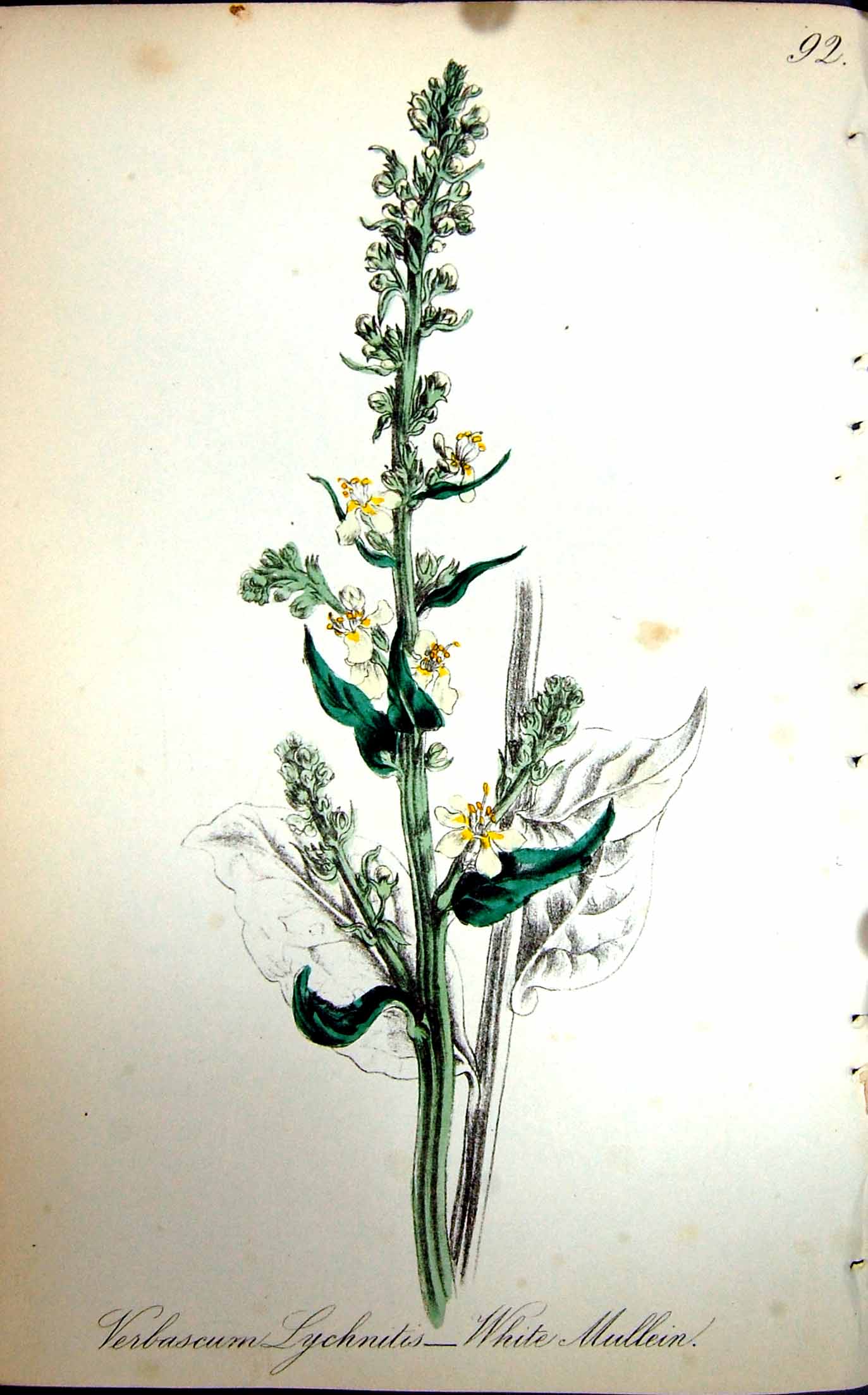 Original Old Antique Print Flowers C1880 Colour Plate Flora White Mullein 19th