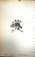 Old Antique Print Flowers C1880 Colour Plate Flora Moss Campion Acaulis 19th
