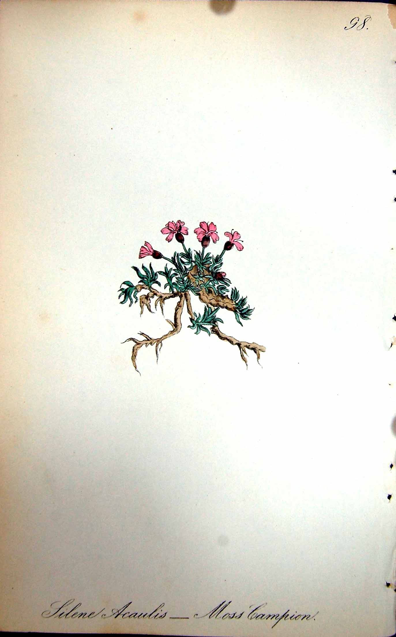 Old Antique Print Flowers C1880 Colour Plate Flora Moss Campion Acaulis 19th