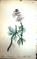 Original Old Antique Print Flowers C1880 Colour Plate Flora Common Water Violet