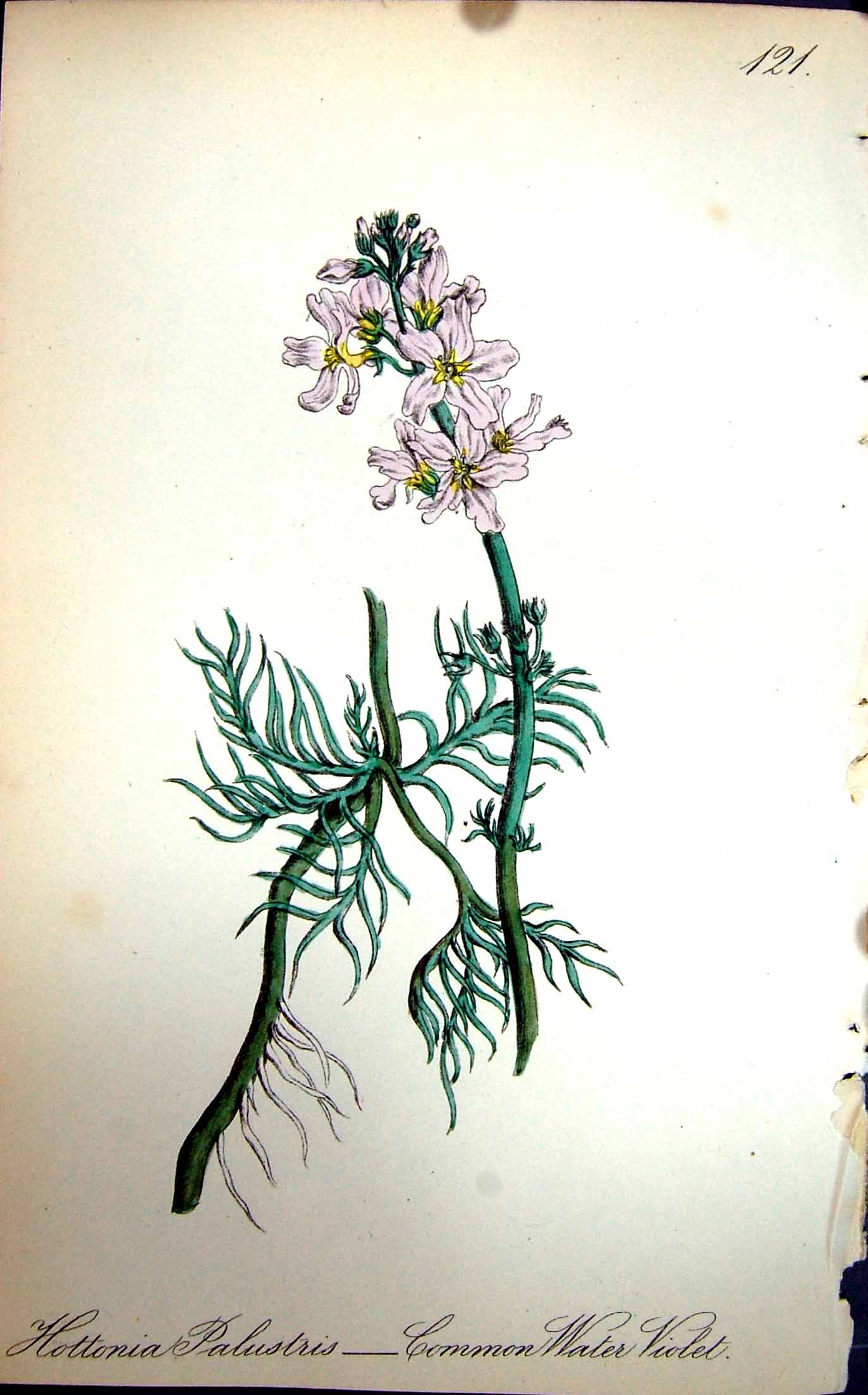 Original Old Antique Print Flowers C1880 Colour Plate Flora Common Water Violet