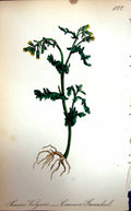 Original Old Antique Print Flowers C1880 Colour Plate Flora Common Groundsel