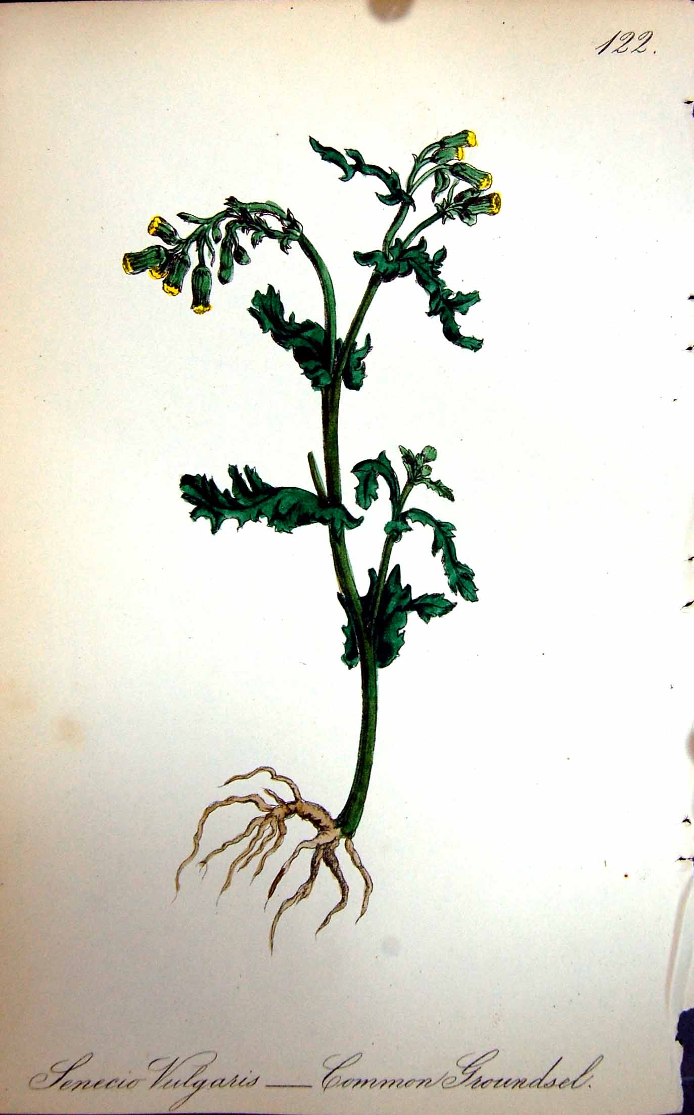 Original Old Antique Print Flowers C1880 Colour Plate Flora Common Groundsel