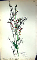 Original Old Antique Print C1880 Colour Plate Flora Common Sorrel Rumex Acetosa