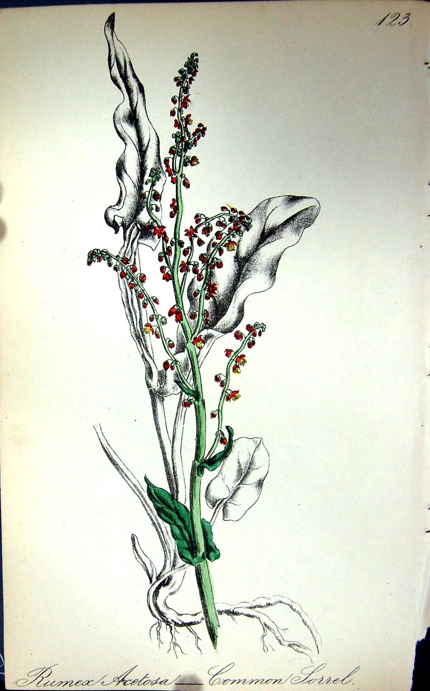 Original Old Antique Print C1880 Colour Plate Flora Common Sorrel Rumex Acetosa