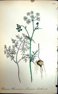 Old Antique Print C1880 Common Earth-Nut Flowers Bunium Flexuosum Colour 19th