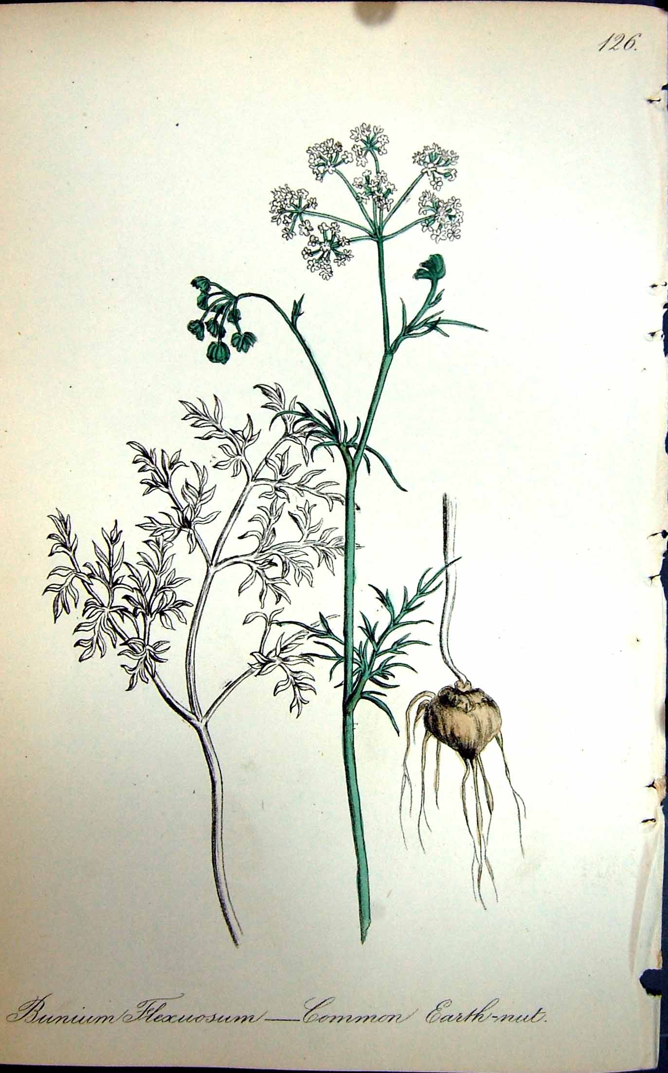 Old Antique Print C1880 Common Earth-Nut Flowers Bunium Flexuosum Colour 19th