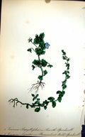 Old Antique Print C1880 Smooth Speedwell Procumbent Field Flowers Colour 19th