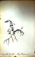 Original Old Antique Print C1880 Flowers Bog Pimpernel Anagallis Tenella Colour