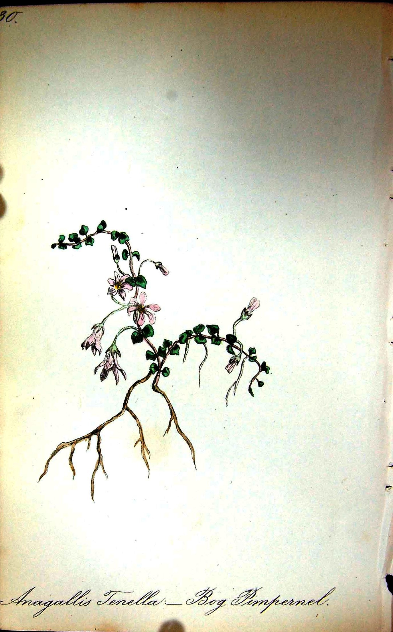 Original Old Antique Print C1880 Flowers Bog Pimpernel Anagallis Tenella Colour