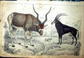 Original Old Antique Print C1880 Colour Plate Nature Gazelle Antelope Animals