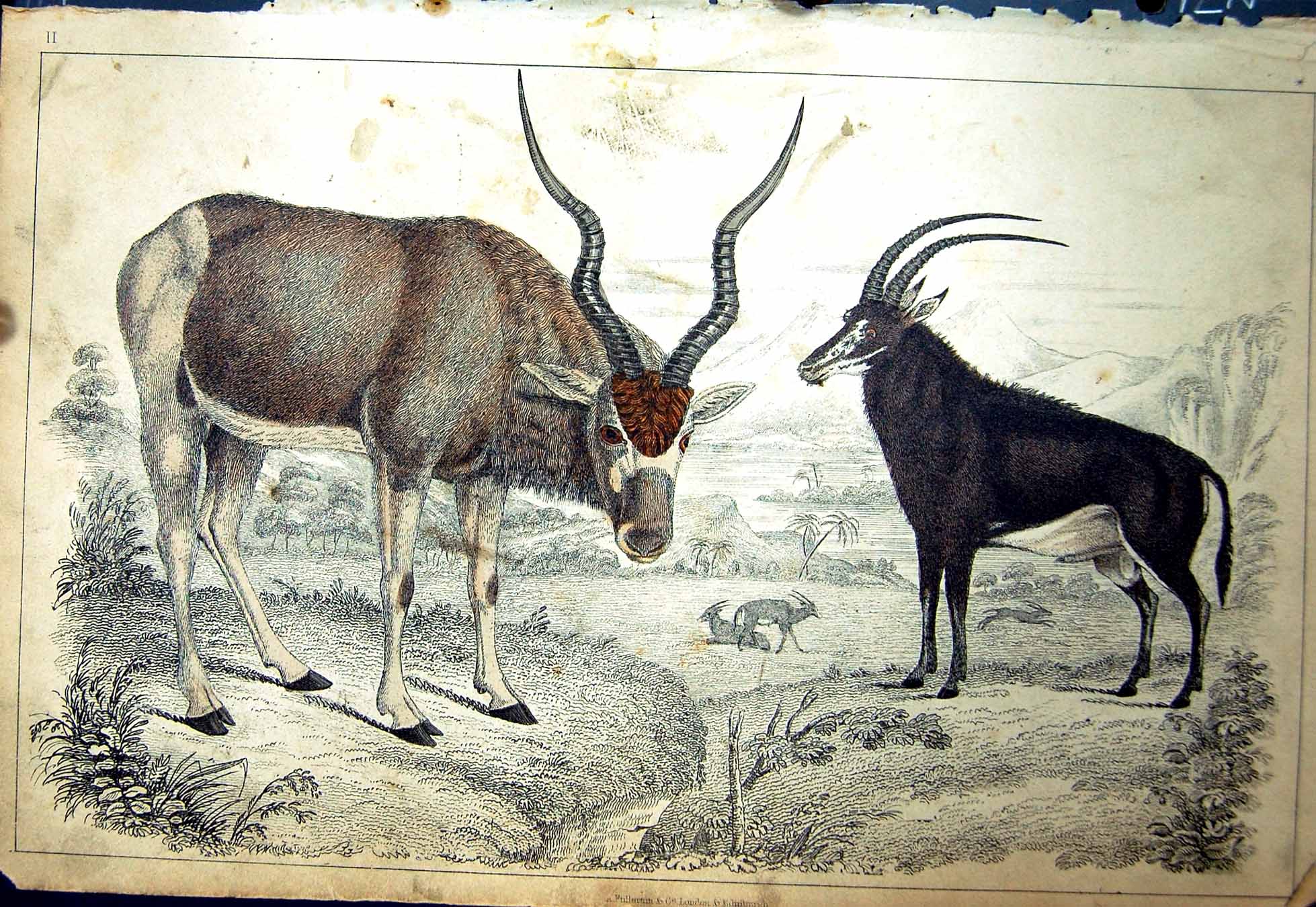 Original Old Antique Print C1880 Colour Plate Nature Gazelle Antelope Animals