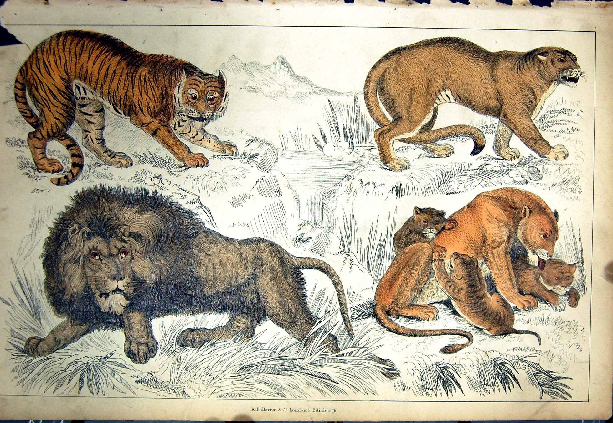 Original Old Antique Print C1880 Colour Plate Nature Wild Animals Lions Tigers