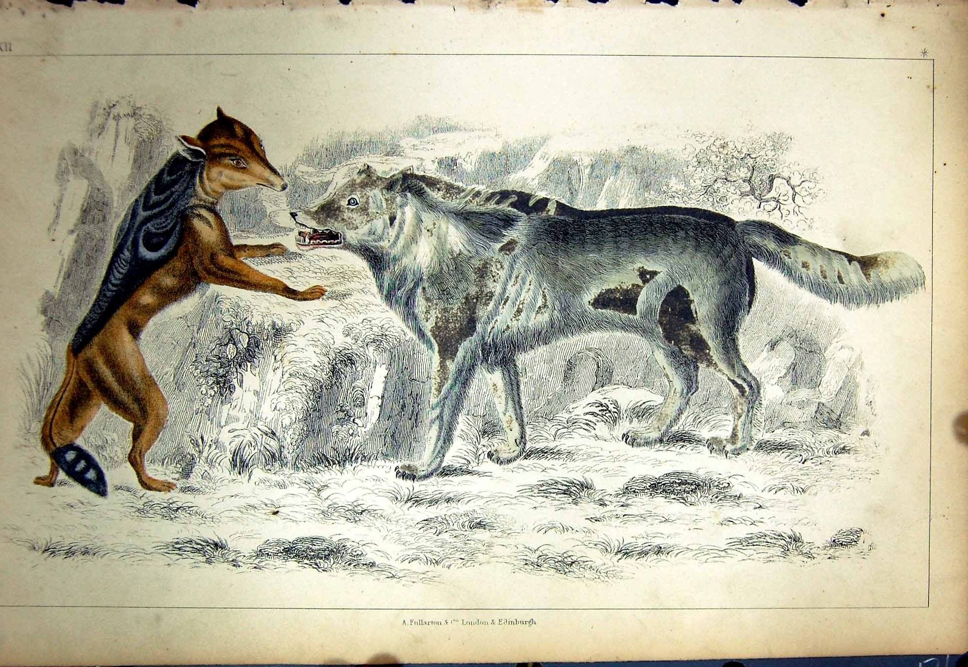 Original Old Antique Print C1880 Colour Plate Nature Wild Animals Dogs 19th