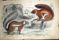 Original Old Antique Print C1880 Colour Plate Nature Bushy Tailed Animals 19th
