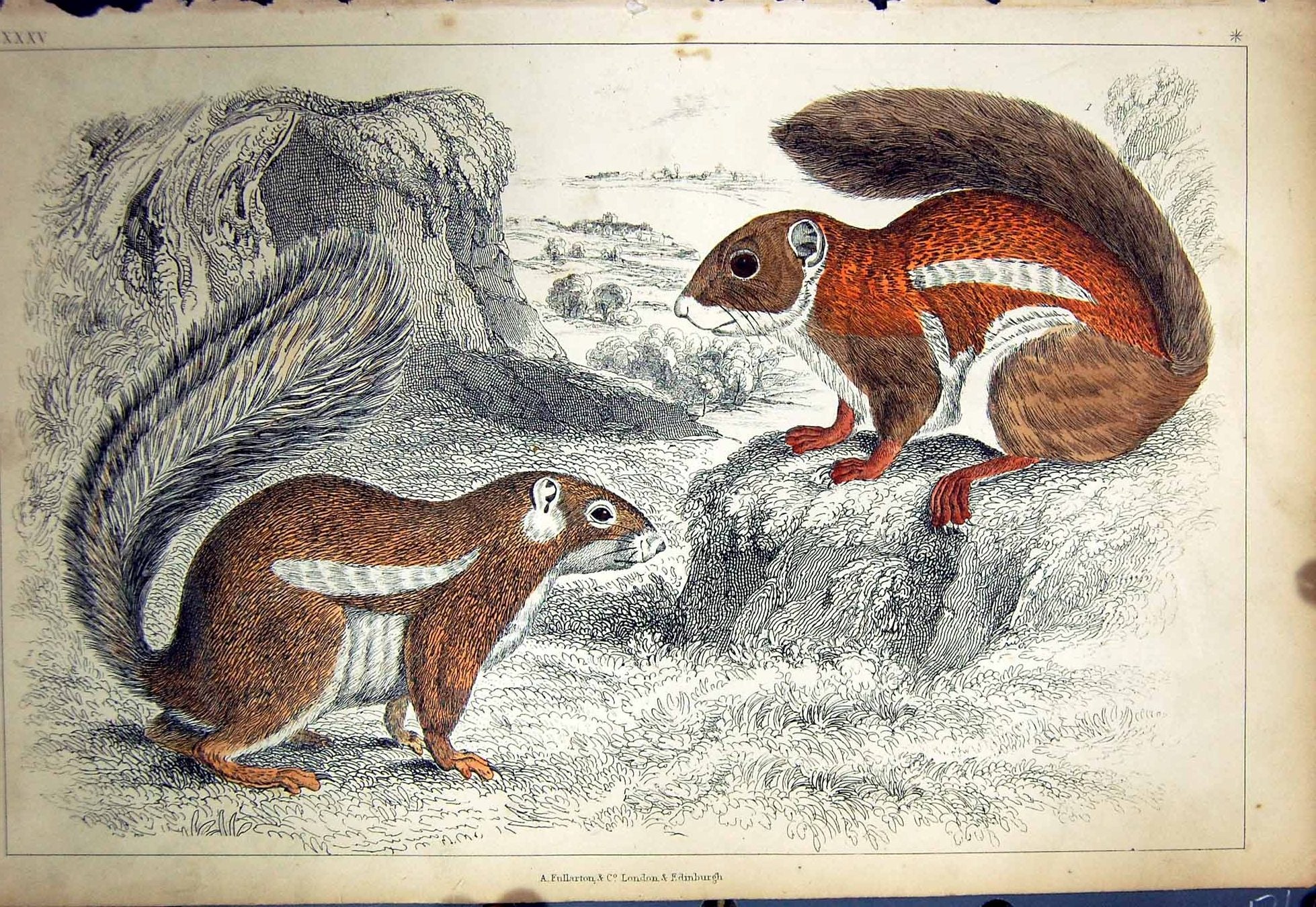 Original Old Antique Print C1880 Colour Plate Nature Bushy Tailed Animals 19th