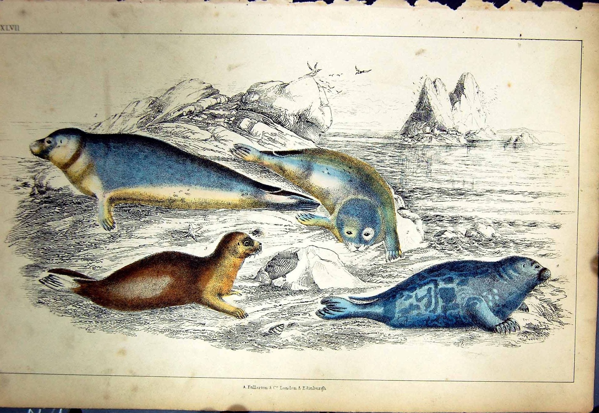 Original Old Antique Print C1880 Colour Plate Nature Seal Mammals Sea-Lion 19th