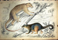 Original Old Antique Print C1880 Colour Plate Nature Animals Trees Victorian