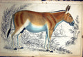 Original Old Antique Print C1880 Colour Plate Nature Wild Animal 19th