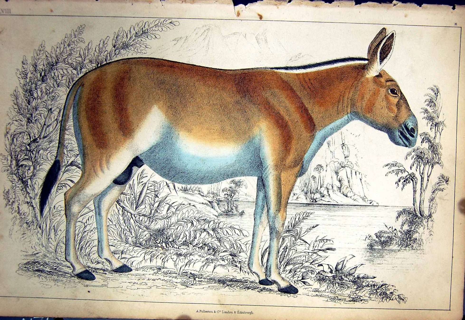 Original Old Antique Print C1880 Colour Plate Nature Wild Animal 19th