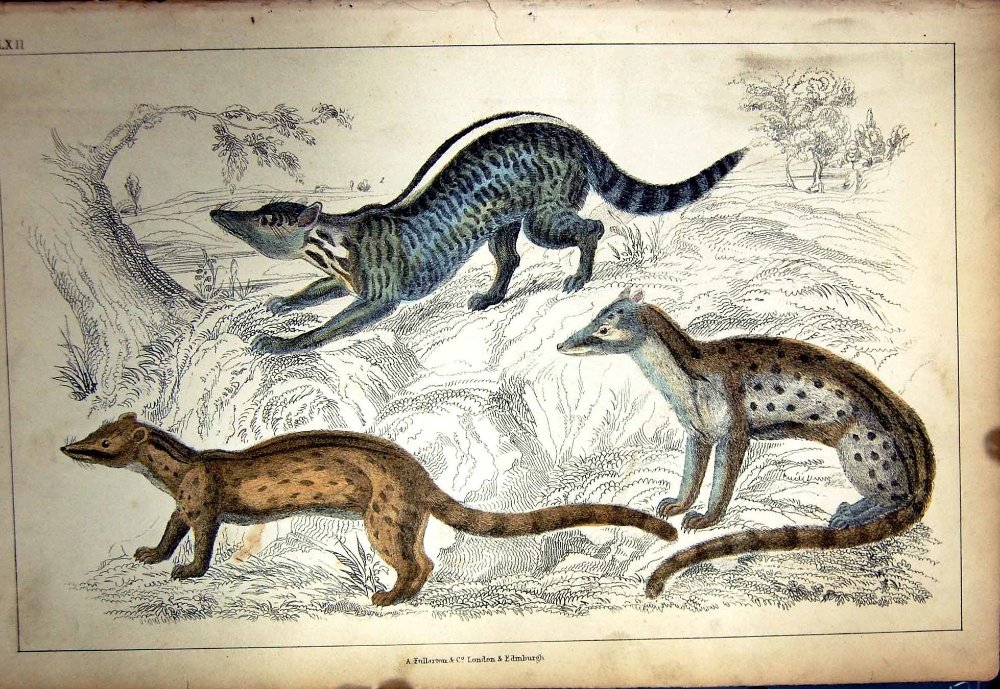 Original Old Antique Print C1880 Colour Plate Nature Spotted Animals Victorian