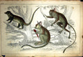 Original Old Antique Print C1880 Colour Plate Nature Animals Rodents Trees 19th