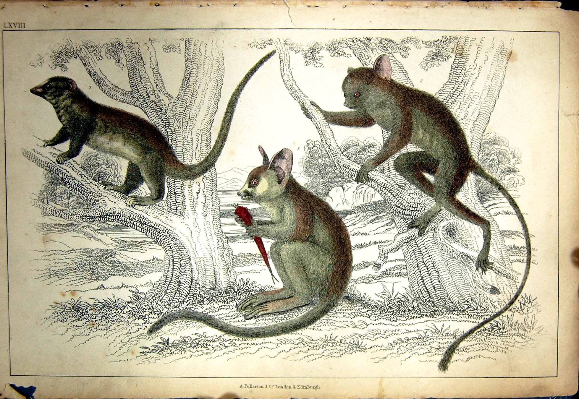 Original Old Antique Print C1880 Colour Plate Nature Animals Rodents Trees 19th