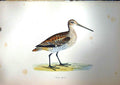 Original Old Antique Print 1851 British Bird Great Snipe Nature Colour 19th