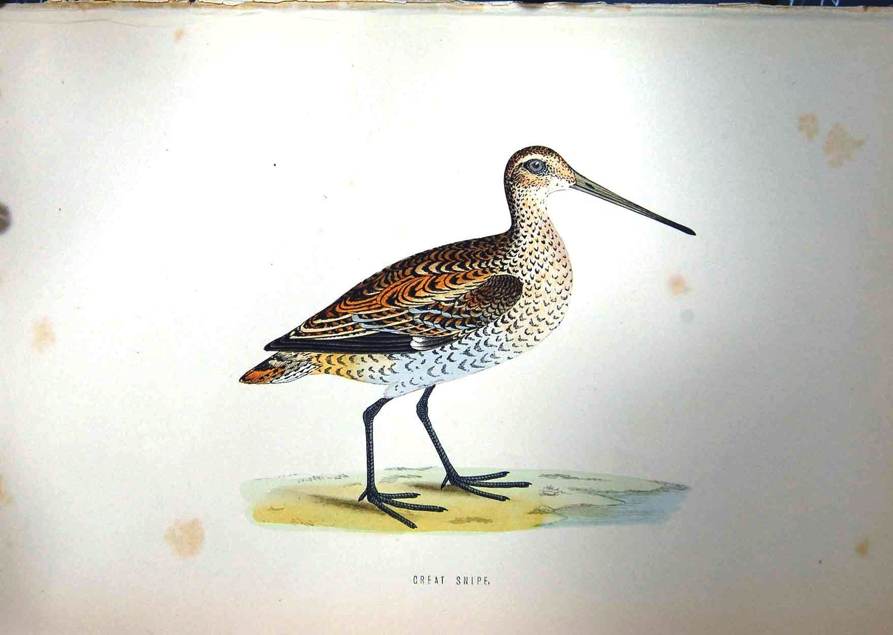 Original Old Antique Print 1851 British Bird Great Snipe Nature Colour 19th