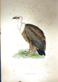 Original Old Antique Print 1851 British Bird Prey Griffon Vulture Nature Colour