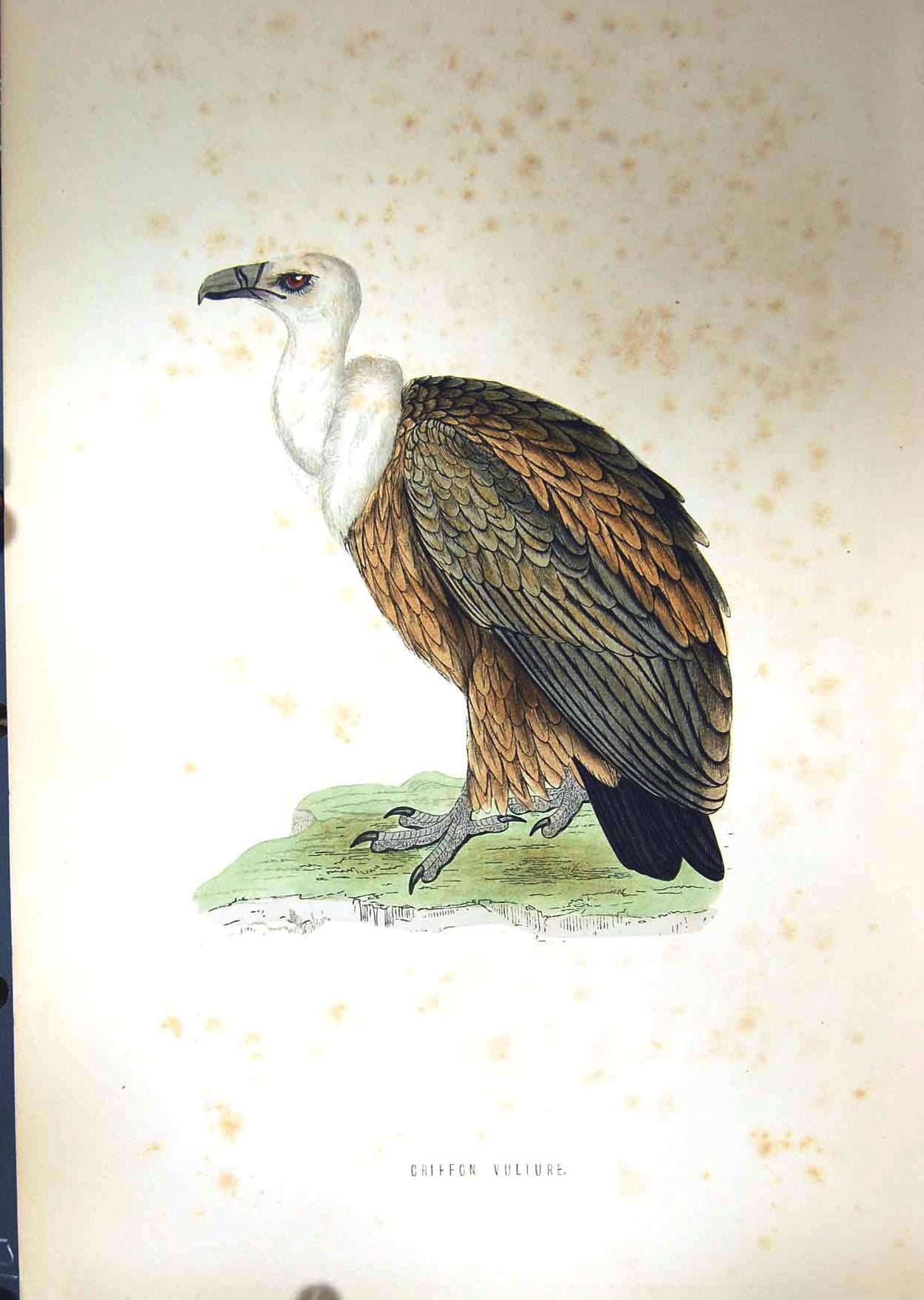 Original Old Antique Print 1851 British Bird Prey Griffon Vulture Nature Colour