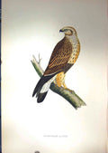 Original Old Antique Print 1851 British Bird Rough-Legged Buzzard Prey Nature