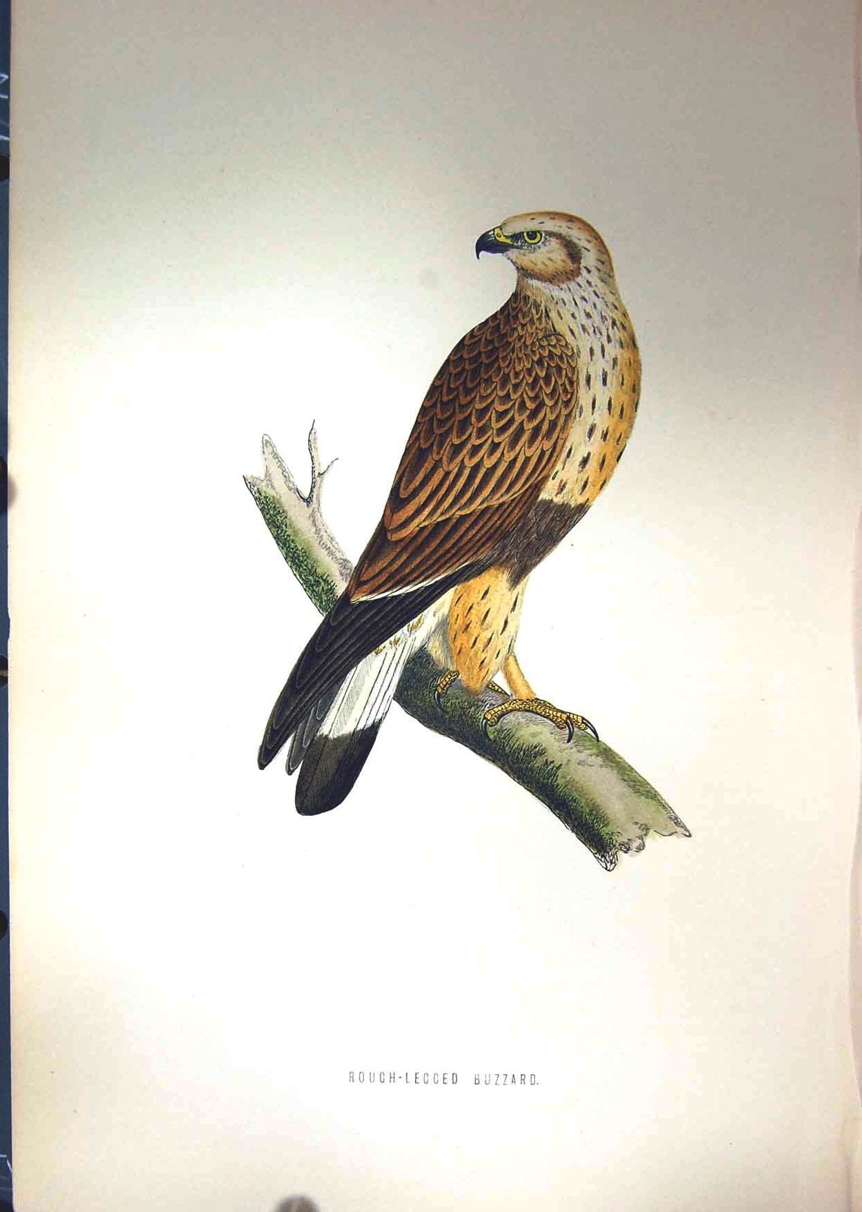 Original Old Antique Print 1851 British Bird Rough-Legged Buzzard Prey Nature