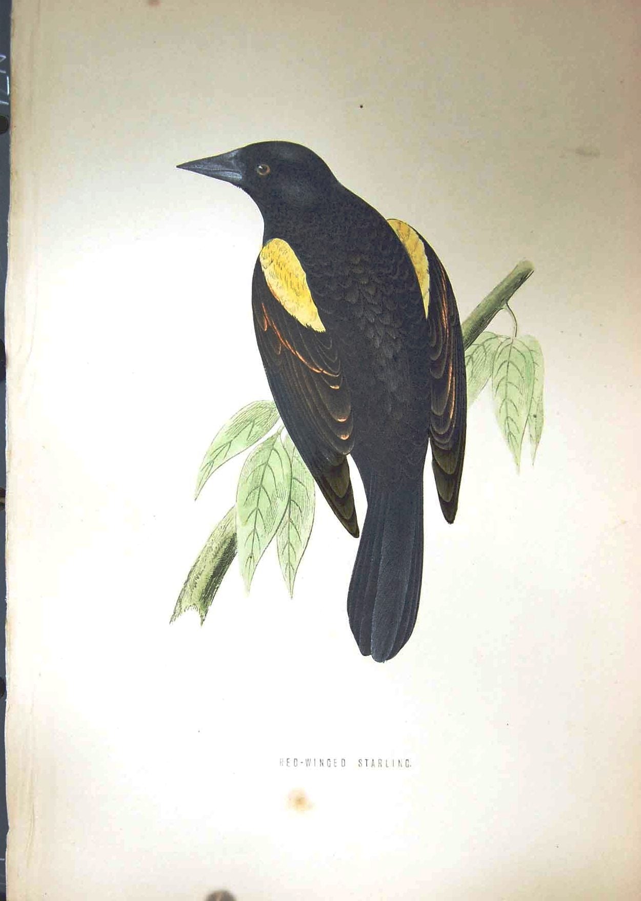 Original Old Antique Print 1851 British Bird Red-Winged Starling Nature Colour