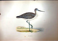 Original Old Antique Print 1851 British Bird Greenshank Colour Morris Victorian