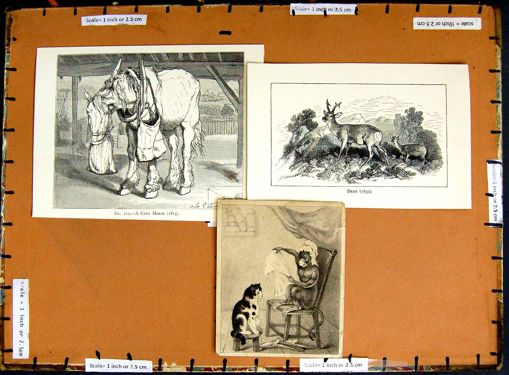 Original Old Antique PrintC1790-C1940 Deer Cart Horse Monkey Cat Animals