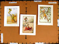 Original Old Antique PrintC1790-C1940 Fairy Birch Pimpernel Toadflax