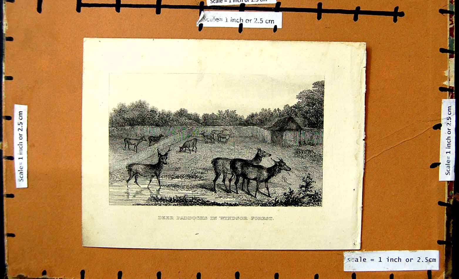 Original Old Antique Print View Deer Paddocks Windsor Forest London England
