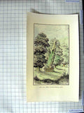 Original Old Antique Print Very Tree Playing Fields Eton