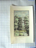 Original Old Antique Print View Playing Fields Eton Trees Bridge